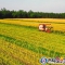 泰和：油菜抢收忙