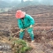 永丰县官山林场：植树添绿合法时