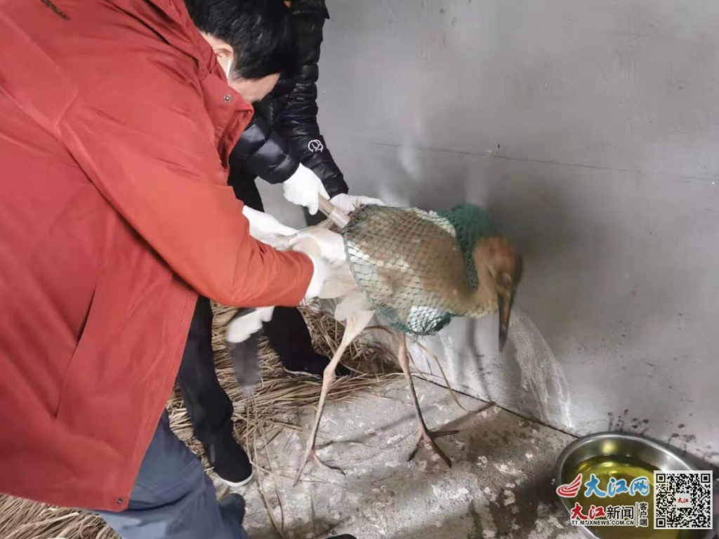 江西接力救护受伤白鹤，目前已能自由站立行走