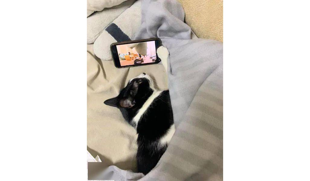 自从手机借给猫咪玩后，猫咪就迷上了手机
