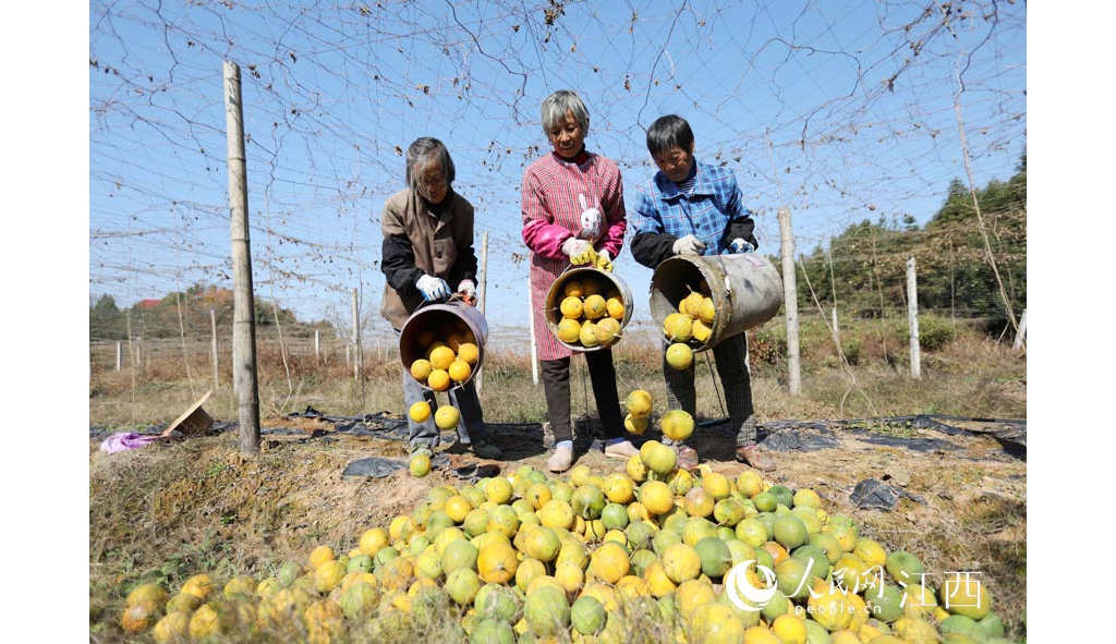 江西东乡：瓜蒌喜丰产 瓜农绽笑容