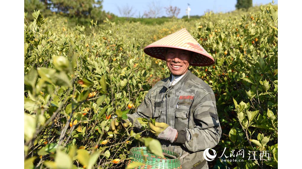 江西乐平：黄栀子喜获丰产