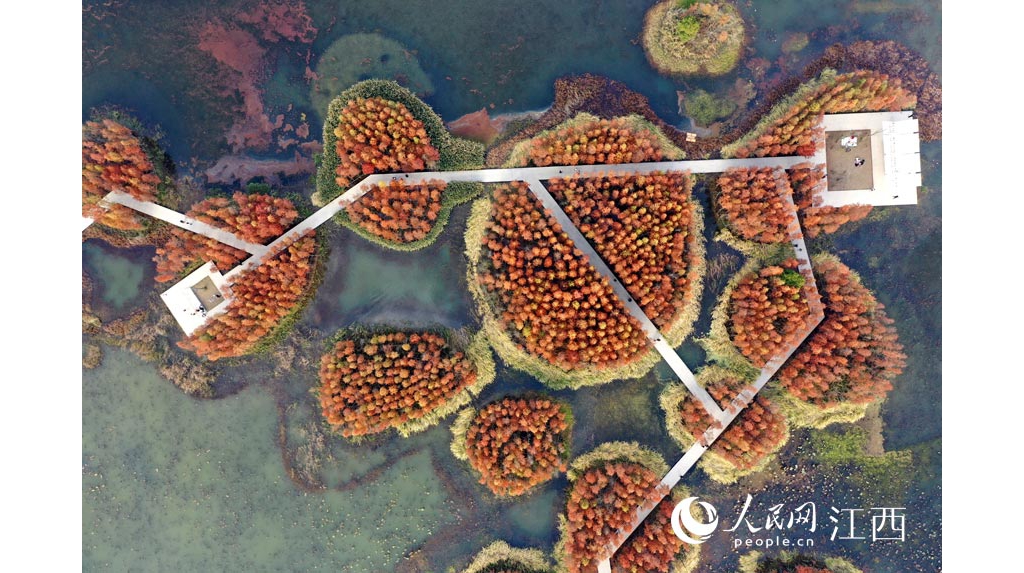 南昌：湿地公园水杉红艳似火 旅客慕名打卡