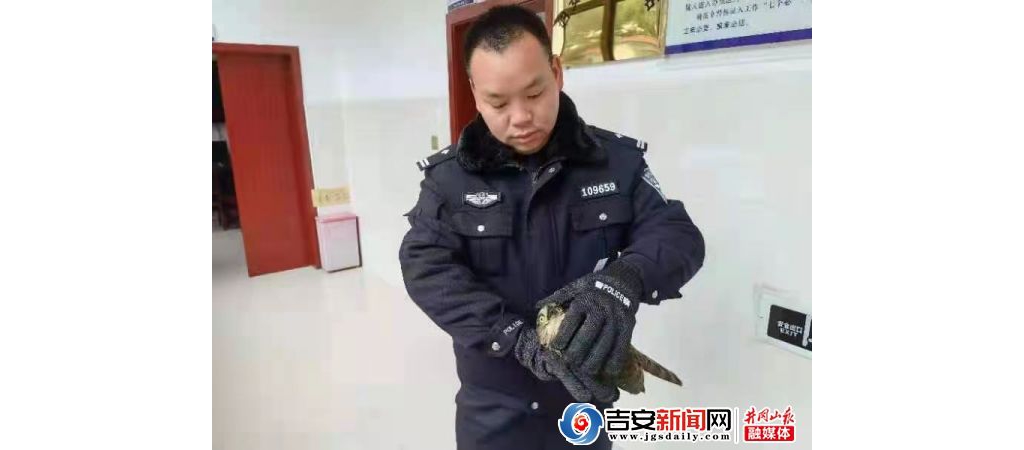 峡江警***手救助国度二级维护动物松雀鹰