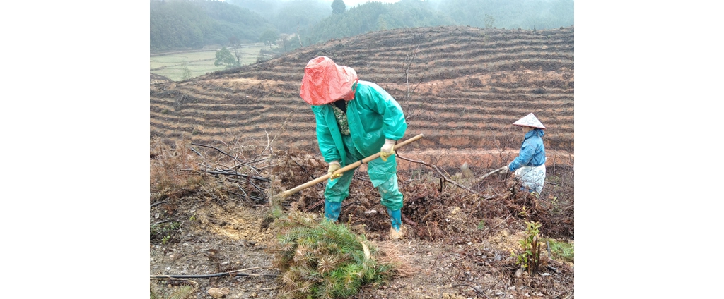 永丰县官山林场：植树添绿合法时