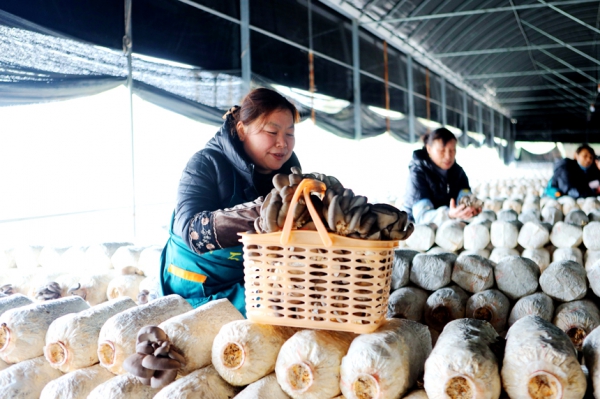 江西安源区：人勤春来早 棚里采菇忙