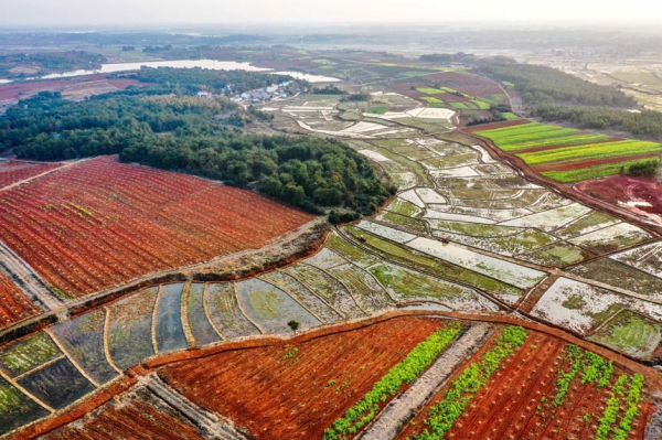 江西樟树：气象回热 田间农忙