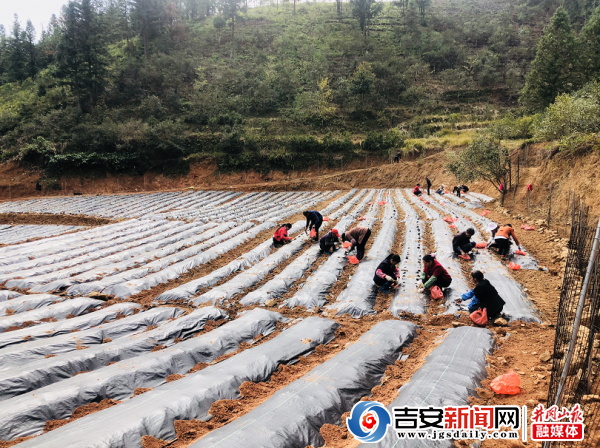遂川南江樟溪村：黄精展就“黄金路”