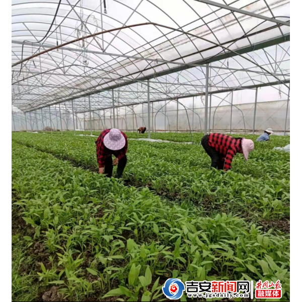 永新怀忠镇３庠鹄种抢收蔬菜 保障市场供给