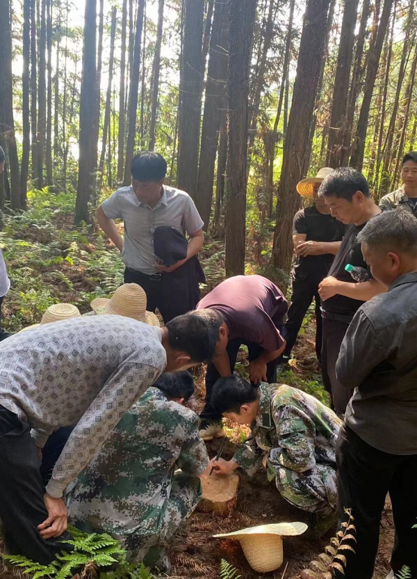 新干县麦镇开展人年夜代表林木采伐核实监视运动