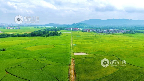 峡江县：高标准农田建设 助力粮食丰产丰收（图）